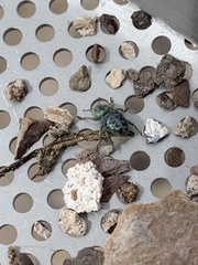 Miloderes amargosensis