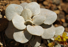 Eriogonum alpinum