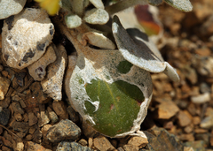 Eriogonum alpinum