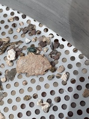 Miloderes amargosensis