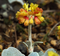 Eriogonum alpinum