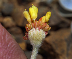 Eriogonum alpinum