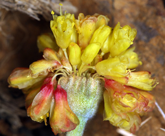 Eriogonum alpinum