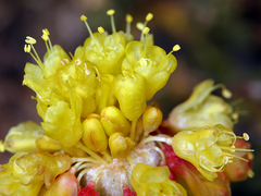 Eriogonum alpinum