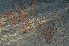 Eriogonum ampullaceum
