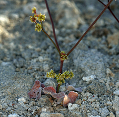 Eriogonum ampullaceum