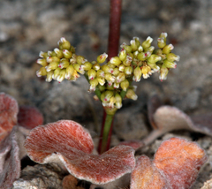 Eriogonum ampullaceum