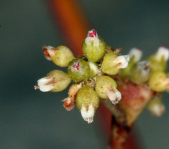 Eriogonum ampullaceum