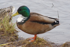 Anas platyrhynchos domesticus