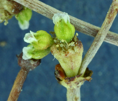 Eriogonum ampullaceum