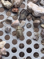 Miloderes amargosensis