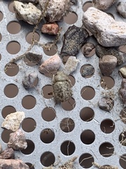 Miloderes amargosensis