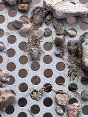 Miloderes amargosensis