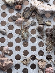 Miloderes amargosensis