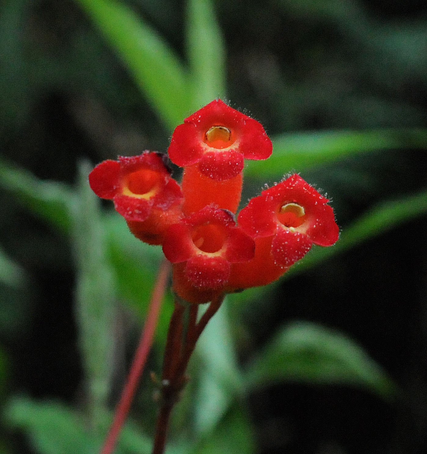 Kohleria trianae