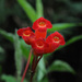 Kohleria trianae - Photo (c) Todd Boland, some rights reserved (CC BY-NC), uploaded by Todd Boland
