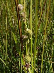 Sparganium subglobosum