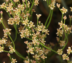 Eriogonum ampullaceum