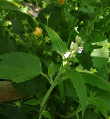 Teucrium vesicarium
