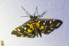 Diathrausta ochreipennis