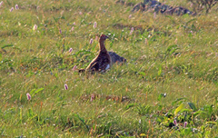 Lagopus lagopus rossica
