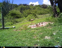 Masticophis mentovarius