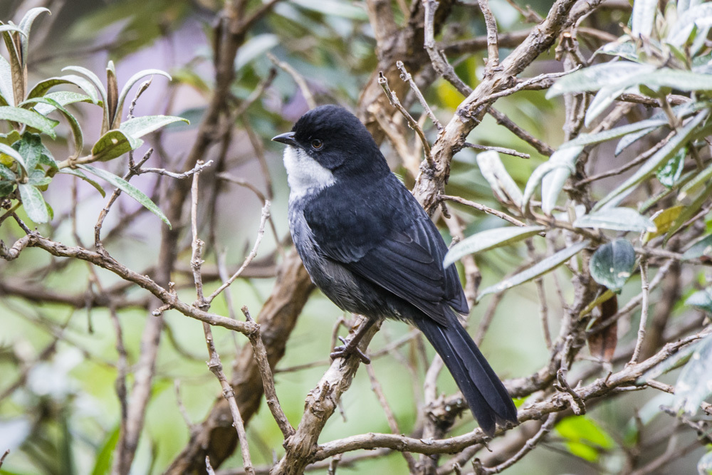 Black-backed Bush Tanager photo