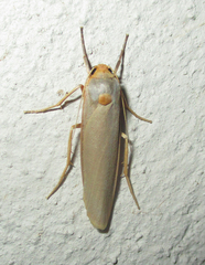 Zobida similipuncta