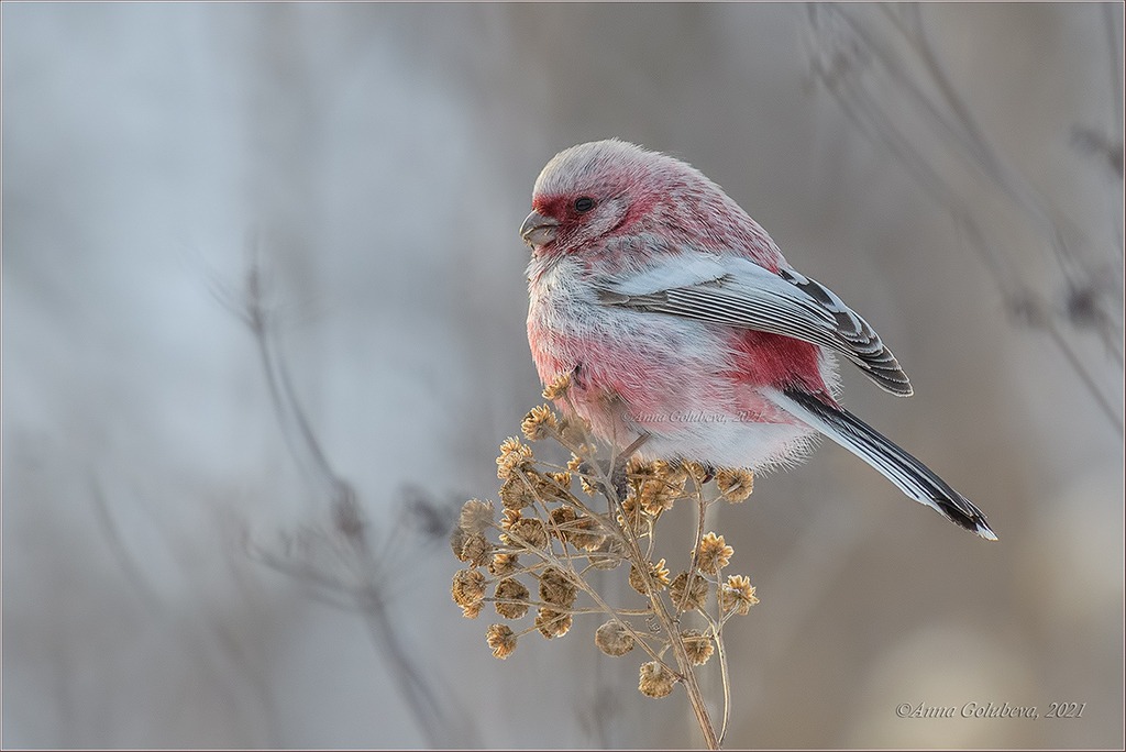 Long-tailed Rosefinch (Carpodacus sibiricus) photo
