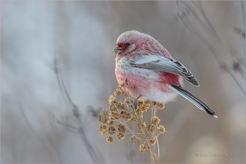 Long-tailed Rosefinch