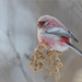 Long-tailed Rosefinch - Photo (c) Анна Голубева, some rights reserved (CC BY-NC-ND), uploaded by Анна Голубева