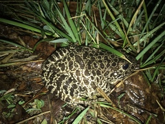Lithobates areolatus