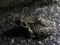 Lithobates areolatus