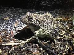 Lithobates areolatus