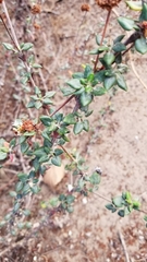 Eriogonum parvifolium
