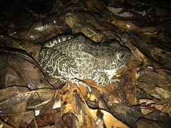 Lithobates areolatus