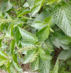 Acalypha communis