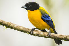 Anisognathus notabilis