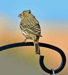 Haemorhous mexicanus