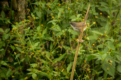 Prinia superciliaris