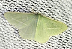Chlorocoma stereota