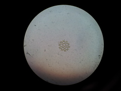 Lacunastrum gracillimum