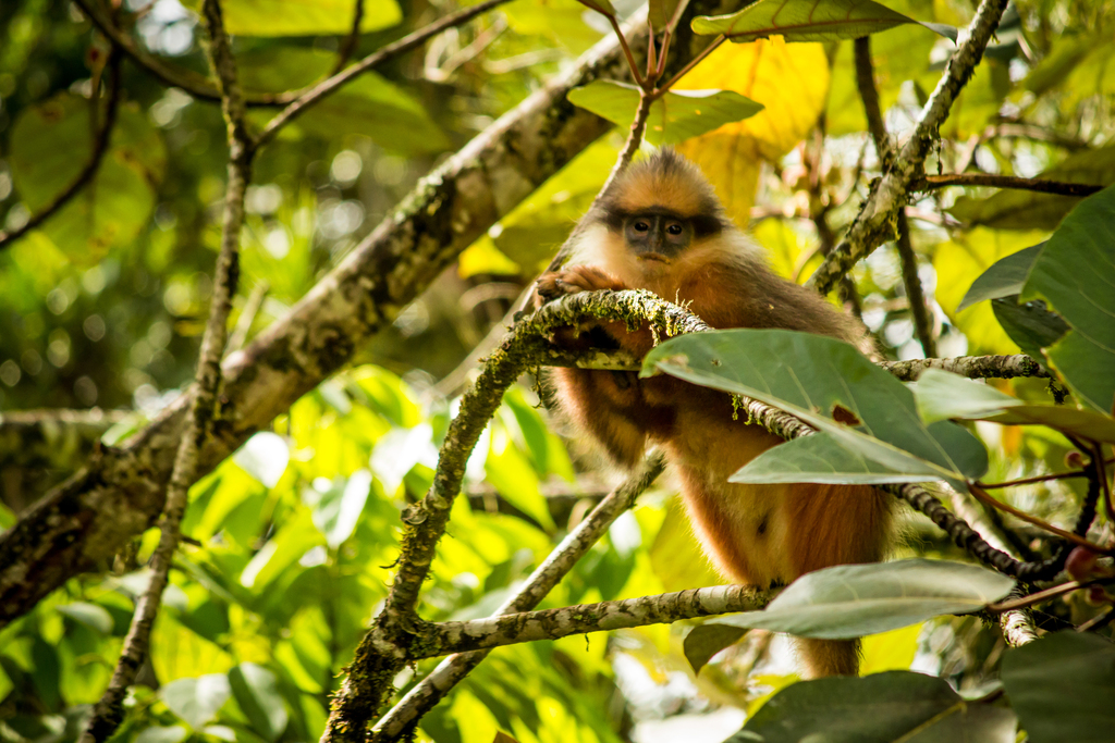 Sumatran Surili