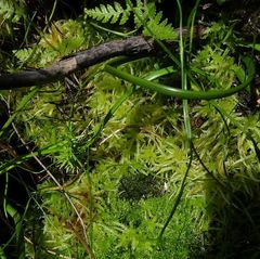 Sphagnum cristatum
