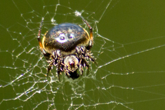 Araneus nox