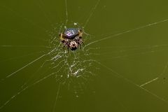 Araneus nox