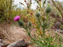 Cirsium vulgare