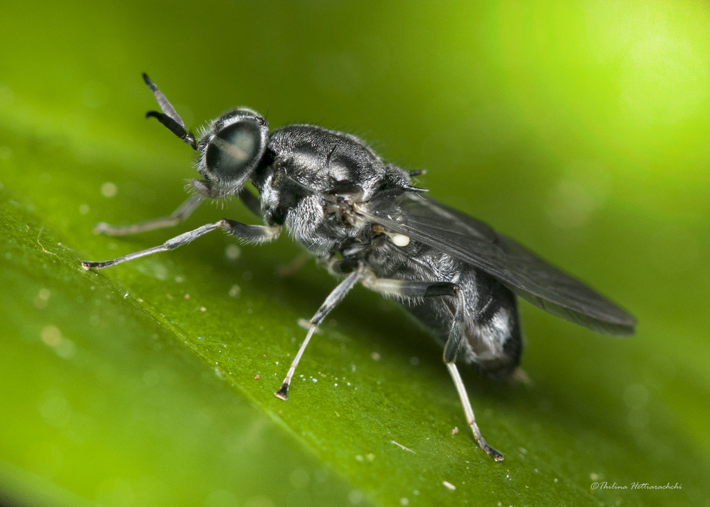 Nigritomyia ceylonica