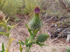 Cirsium vulgare