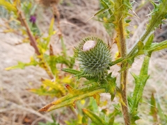 Cirsium vulgare